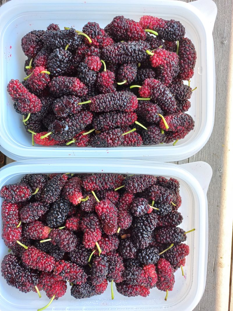 장터 상품 [오디] 썸네일