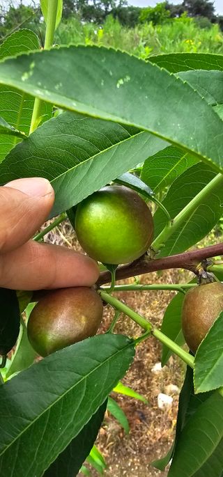 뿌리묘목농원님의 자유주제 · 자유게시판 작성글 사진