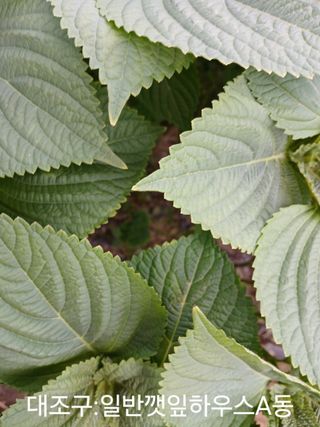 채종원님의 자유주제 · 자유게시판 작성글 사진