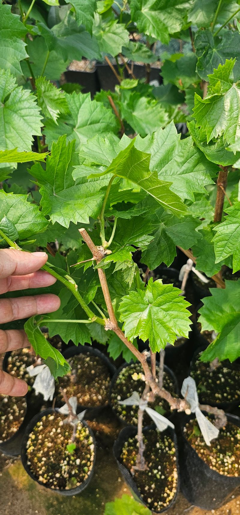 뿌리묘목농원님의 장터 판매 상품 [쥬얼머스켓 포도 접목 2년생 포트묘목] 첨부 사진