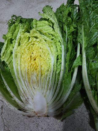 뭐든첨농부님의 농사, 무엇이든 물어보세요! · 참여글 작성글 사진