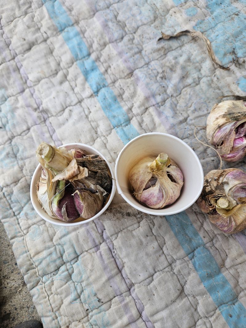 이재관(황토속애)님의 장터 판매 상품 [무안 햇마늘 판매합니다.남도 난지형 벌마늘] 첨부 사진