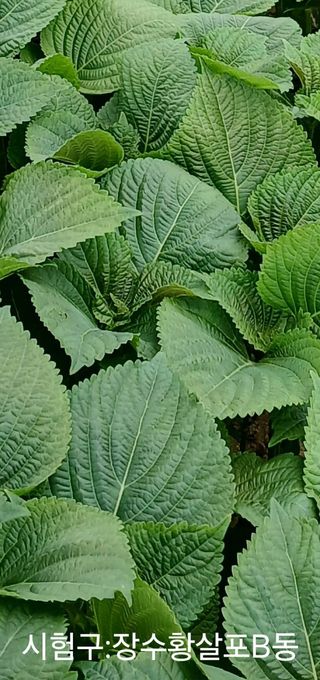 채종원님의 자유주제 · 자유게시판 작성글 사진