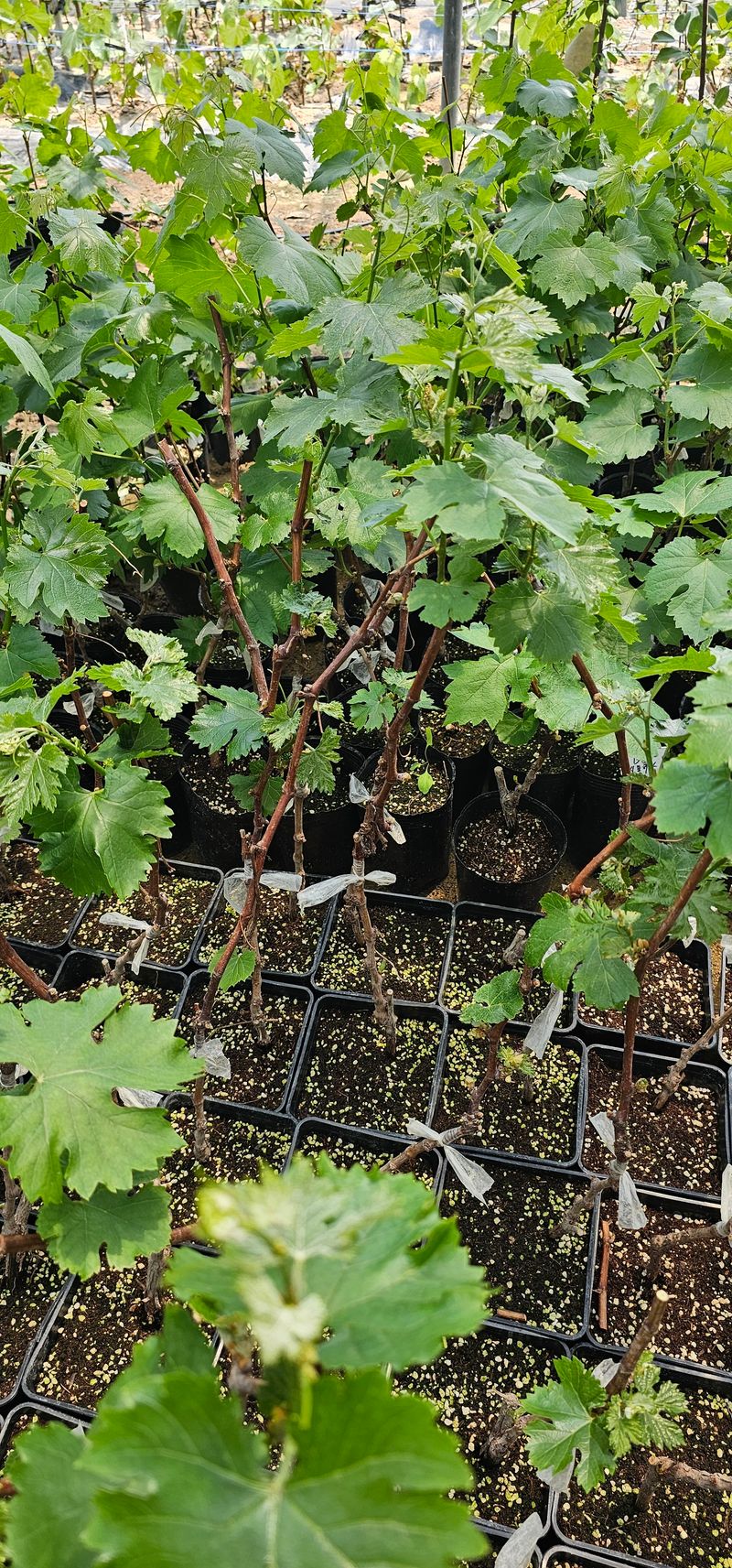 뿌리묘목농원님의 장터 판매 상품 [bk시들리스 접목2년생 포트묘목] 첨부 사진