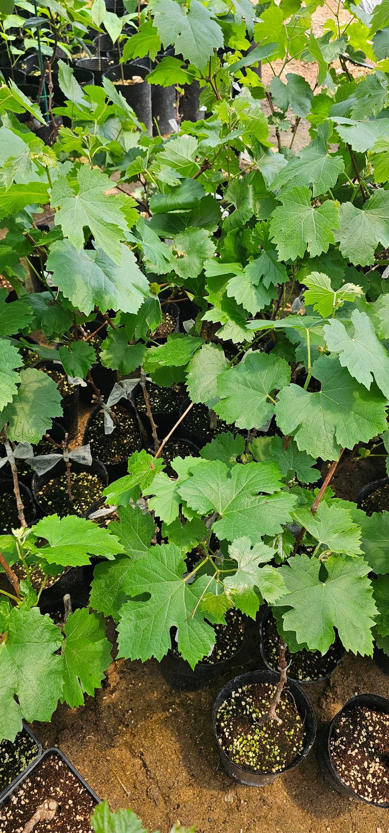 장터 상품 [bk시들리스 접목2년생 포트묘목] 썸네일