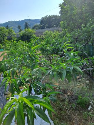 원영국님의 자유주제 · 자유게시판 작성글 사진