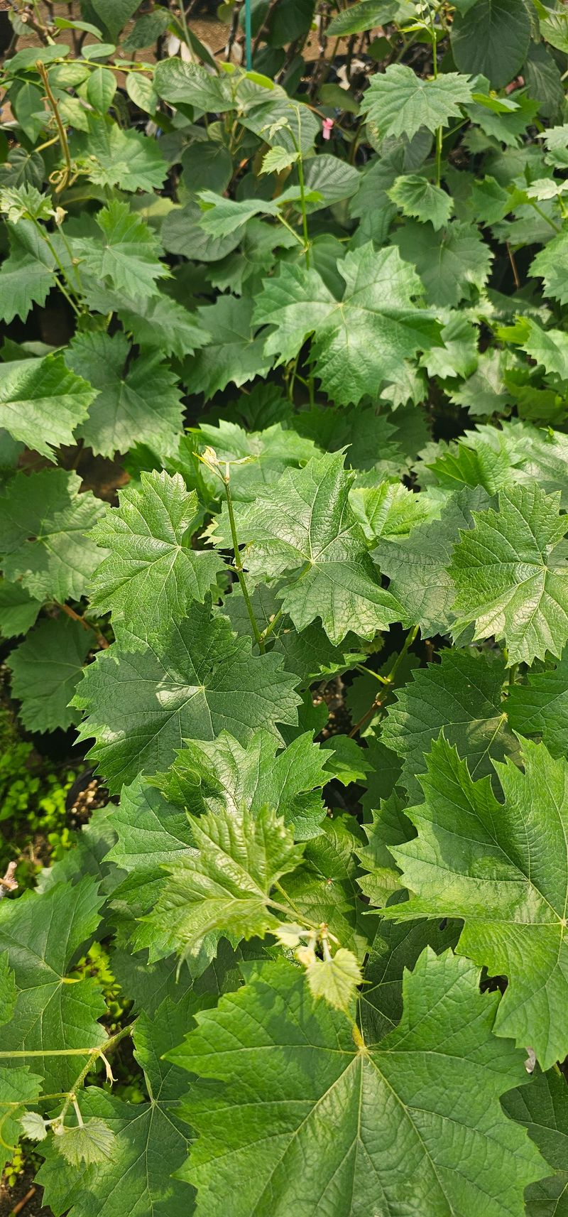 장터 상품 [샤인머스켓 접목2년생 포트묘목] 썸네일