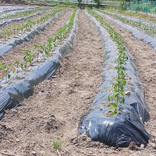 오화순님의 자유주제 · 자유게시판 작성글 사진
