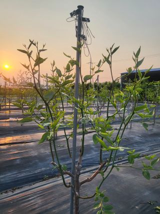 이동엽(양지팜)님의 자유주제 · 자유게시판 작성글 사진