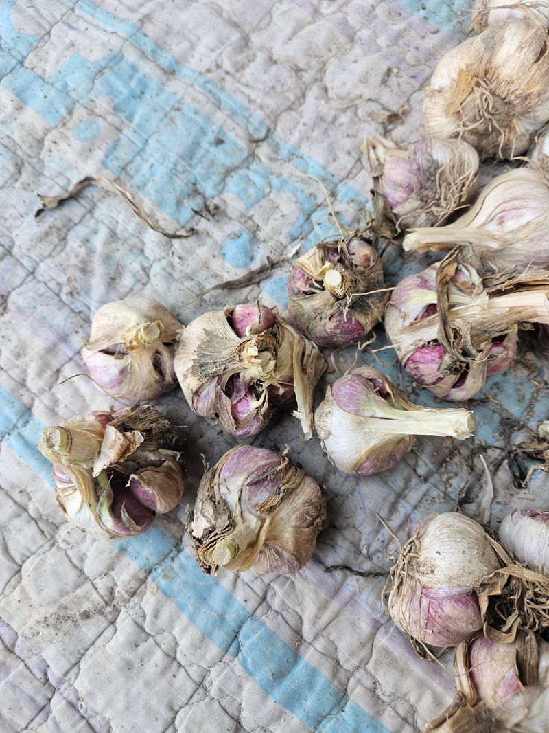 이재관(황토속애)님의 장터 판매 상품 [무안 햇마늘 판매합니다.남도 난지형 벌마늘] 첨부 사진