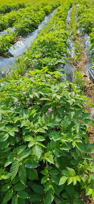 힐스님의 감자 · 자유게시판 작성글 사진