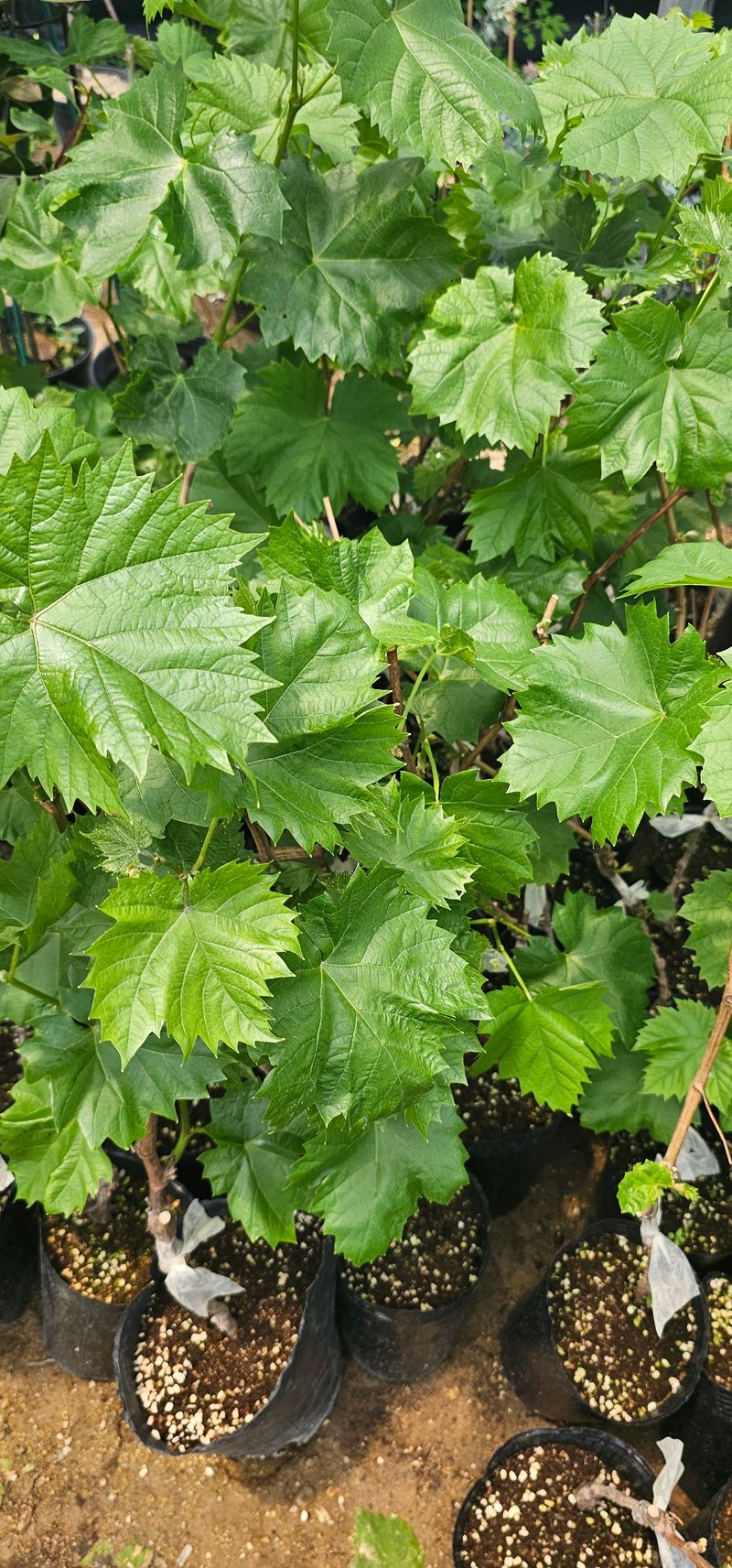 뿌리묘목농원님의 장터 판매 상품 [쥬얼머스켓 포도 접목 2년생 포트묘목] 첨부 사진