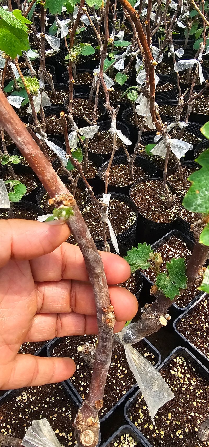 뿌리묘목농원님의 장터 판매 상품 [오로라 블랙포도 접목2년생 포트묘목] 첨부 사진