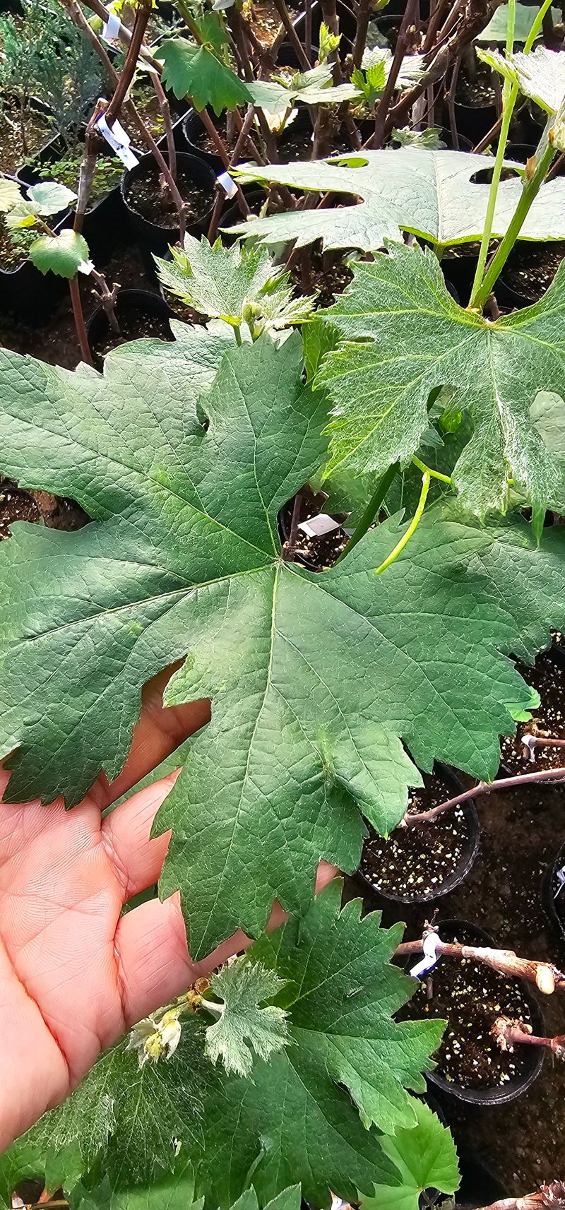 뿌리묘목농원님의 장터 판매 상품 [퀀니나 포도 접목 2년생 포트묘목] 첨부 사진