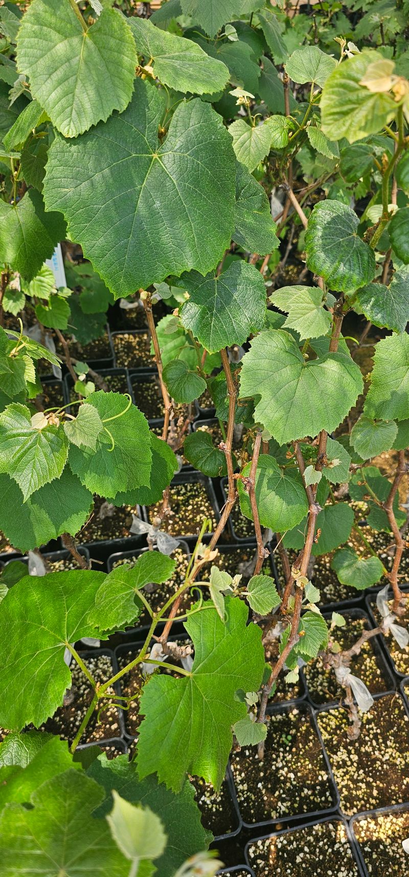 장터 상품 [캠벨접목 2년생 포트묘] 썸네일