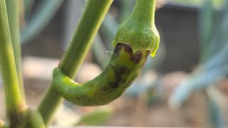 임붕철님의 고추 · 병해충상담 작성글 사진