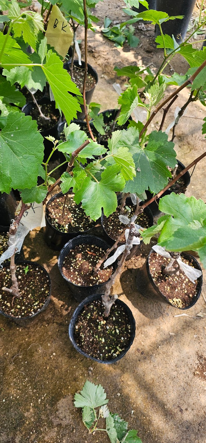 뿌리묘목농원님의 장터 판매 상품 [bk시들리스 접목2년생 포트묘목] 첨부 사진