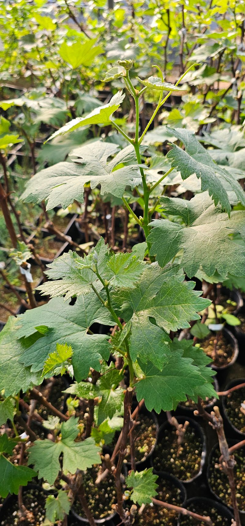 뿌리묘목농원님의 장터 판매 상품 [퀀니나 포도 접목 2년생 포트묘목] 첨부 사진