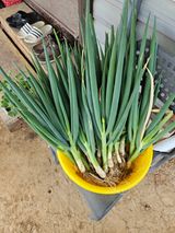 팜모닝 자유주제·자유게시판 게시글 이미지