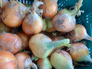 유영옥님의 농사, 무엇이든 물어보세요! · 참여글 작성글 사진