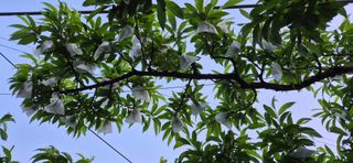 달맛햇복숭아농원님의 자유주제 · 자유게시판 작성글 사진