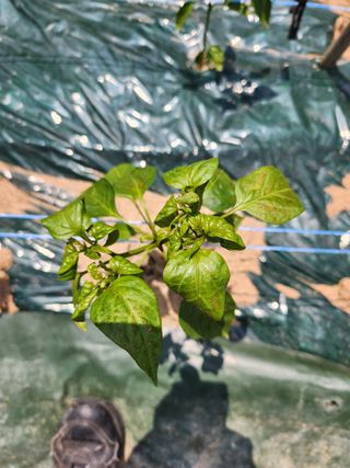 박주용님의 농사, 무엇이든 물어보세요! · 참여글 작성글 사진