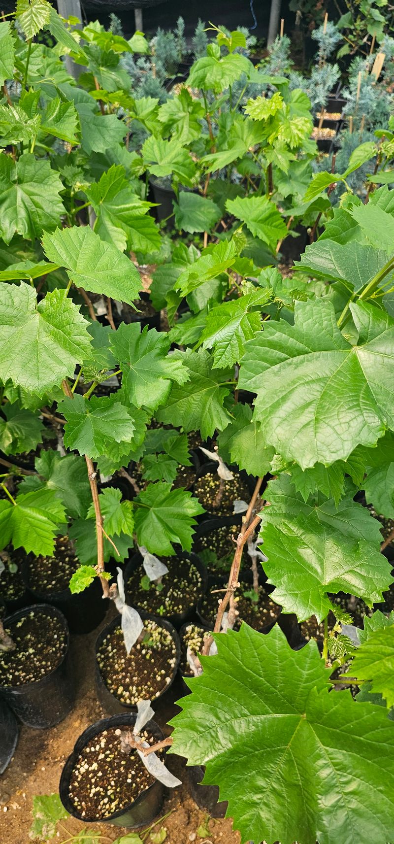 장터 상품 [쥬얼머스켓 포도 접목 2년생 포트묘목] 썸네일