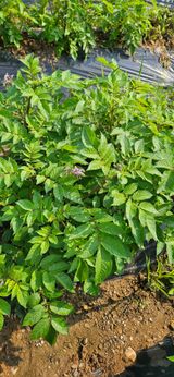 힐스님의 감자·자유게시판 작성글 사진