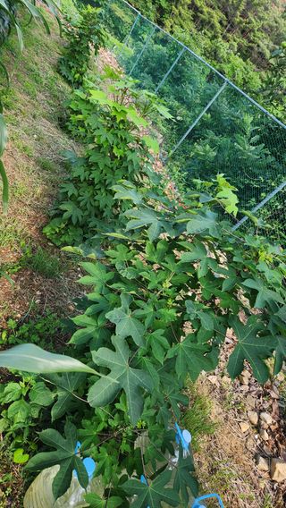 이상보님의 농사, 무엇이든 물어보세요! · 참여글 작성글 사진