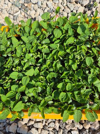 김연숙님의 자유주제 · 자유게시판 작성글 사진