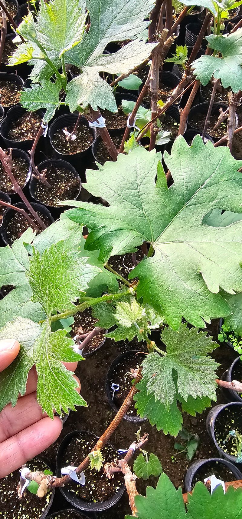 뿌리묘목농원님의 장터 판매 상품 [퀀니나 포도 접목 2년생 포트묘목] 첨부 사진
