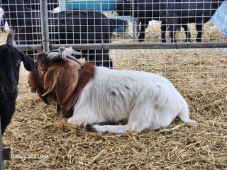 상추6475님의 자유주제 · 자유게시판 작성글 사진
