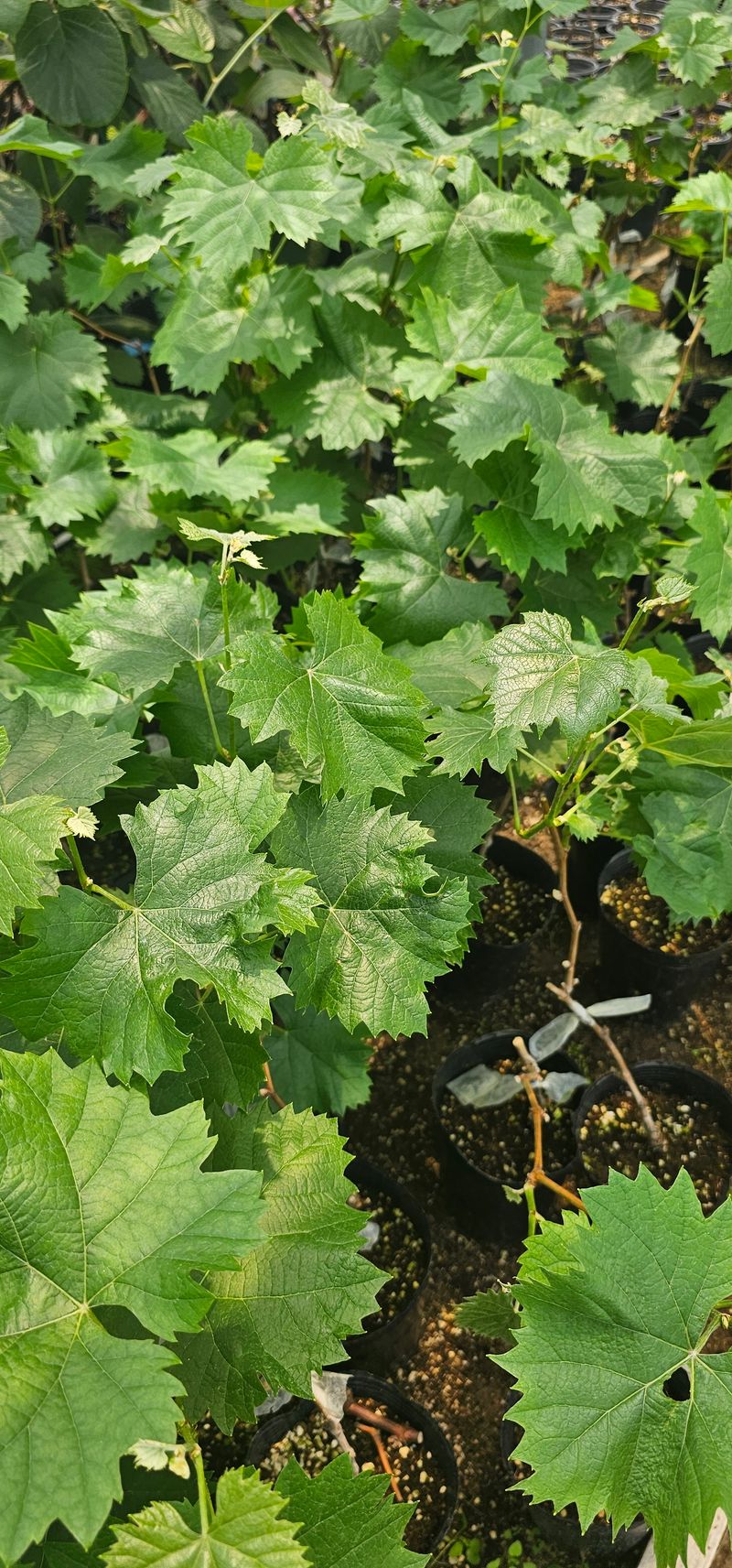 뿌리묘목농원님의 장터 판매 상품 [샤인머스켓 접목2년생 포트묘목] 첨부 사진