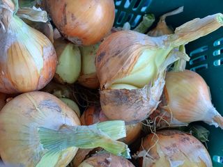 유영옥님의 농사, 무엇이든 물어보세요! · 참여글 작성글 사진