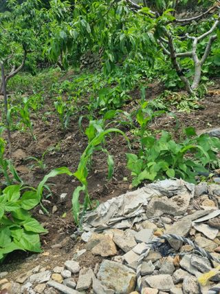 김용대님의 자유주제 · 자유게시판 작성글 사진