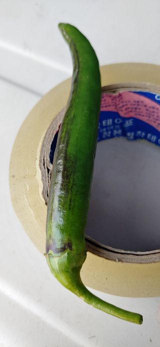 허진일님의 농사, 무엇이든 물어보세요! · 참여글 작성글 사진