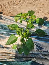 팜모닝 농사, 무엇이든 물어보세요!·참여글 게시글 이미지