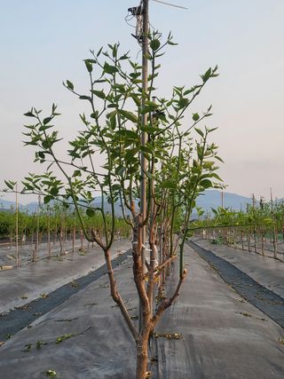 이동엽(양지팜)님의 자유주제 · 자유게시판 작성글 사진