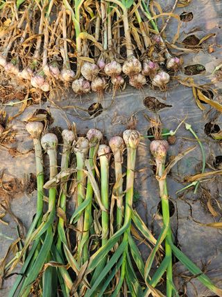 초보농부님의 농사, 무엇이든 물어보세요! · 참여글 작성글 사진