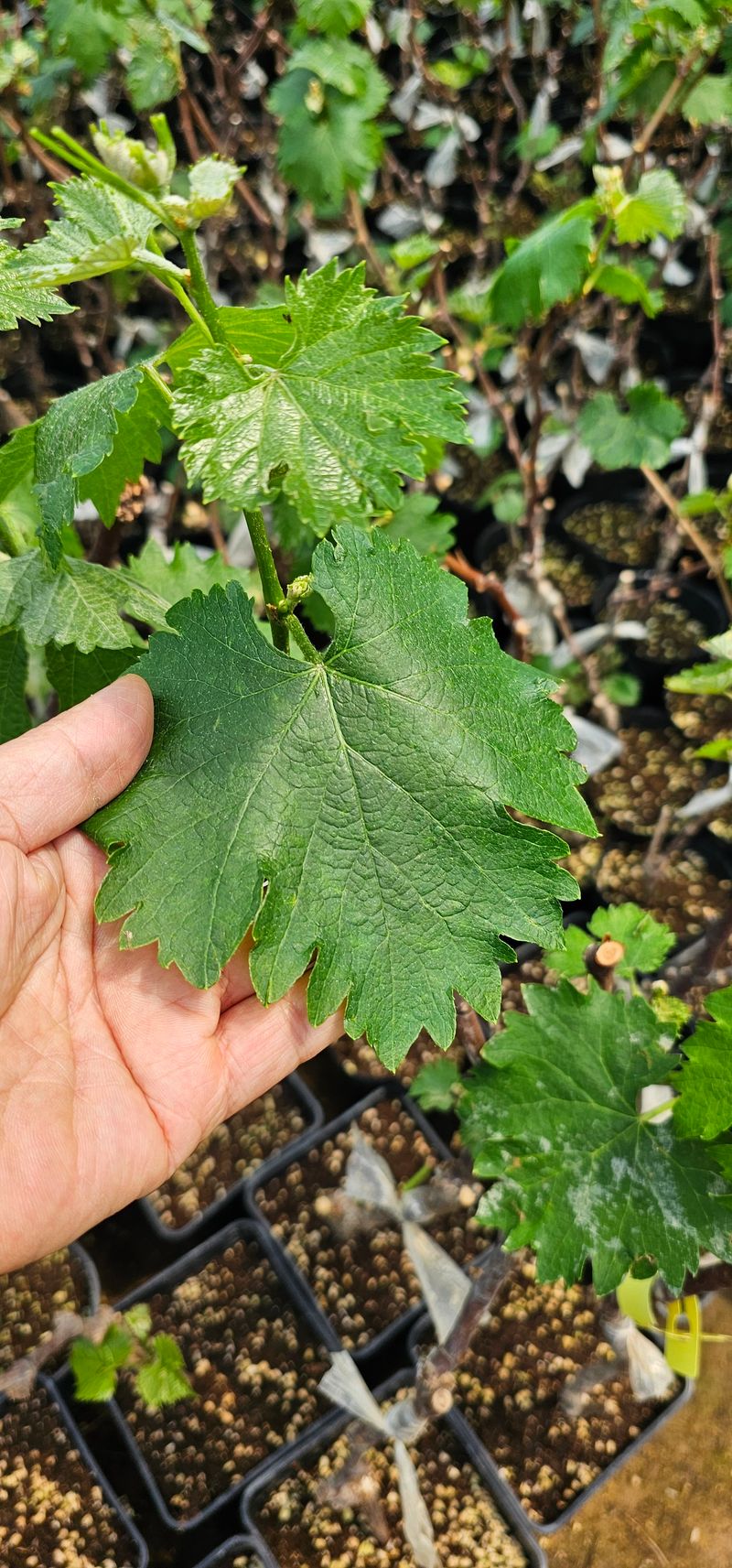 뿌리묘목농원님의 장터 판매 상품 [오로라 블랙포도 접목2년생 포트묘목] 첨부 사진