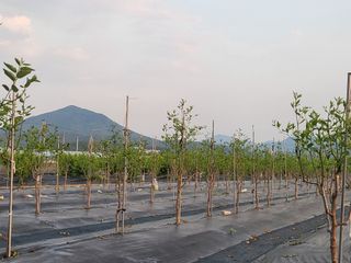 이동엽(양지팜)님의 자유주제 · 자유게시판 작성글 사진