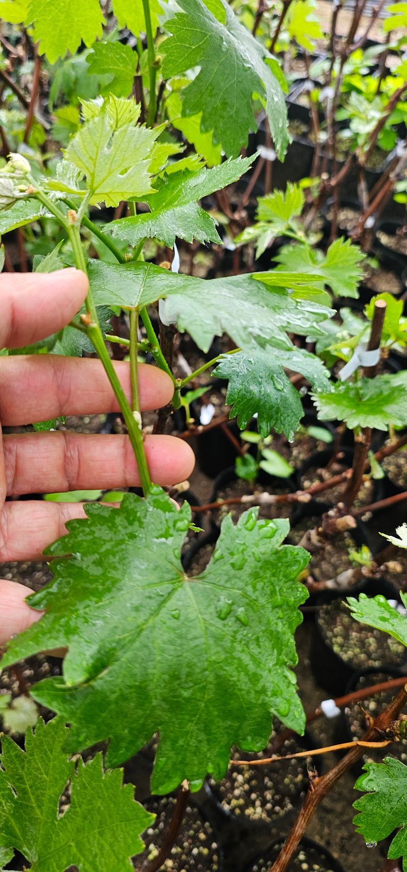 장터 상품 [오로라 블랙포도 접목2년생 포트묘목] 썸네일