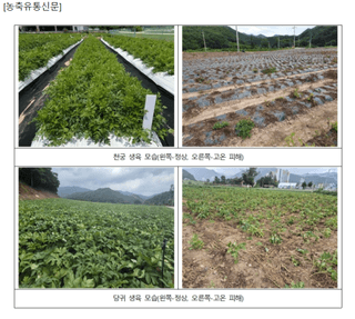 엔피코뉴스님의 자유주제 · 자유게시판 작성글 사진