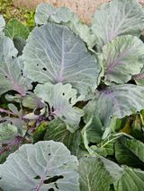 팜모닝 자유주제·자유게시판 게시글 이미지