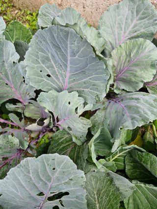 종이박님의 자유주제 · 자유게시판 작성글 사진