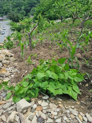 김용대님의 자유주제 · 자유게시판 작성글 사진