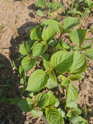 farmer님의 자유주제 · 자유게시판 작성글 사진