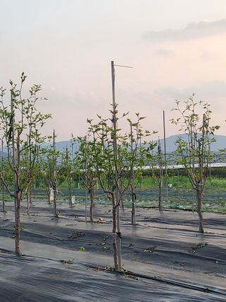 이동엽(양지팜)님의 자유주제 · 자유게시판 작성글 사진