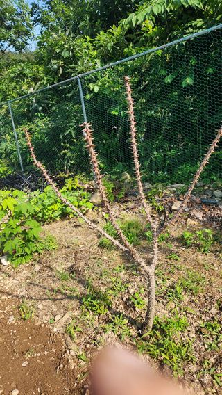 이상보님의 농사, 무엇이든 물어보세요! · 참여글 작성글 사진