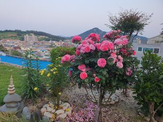 노백수님의 자유주제 · 자유게시판 작성글 사진